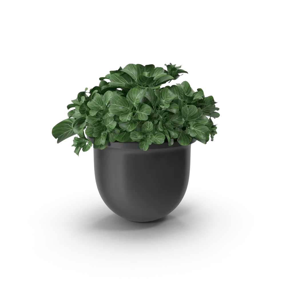 Plant Pot — foto 1
