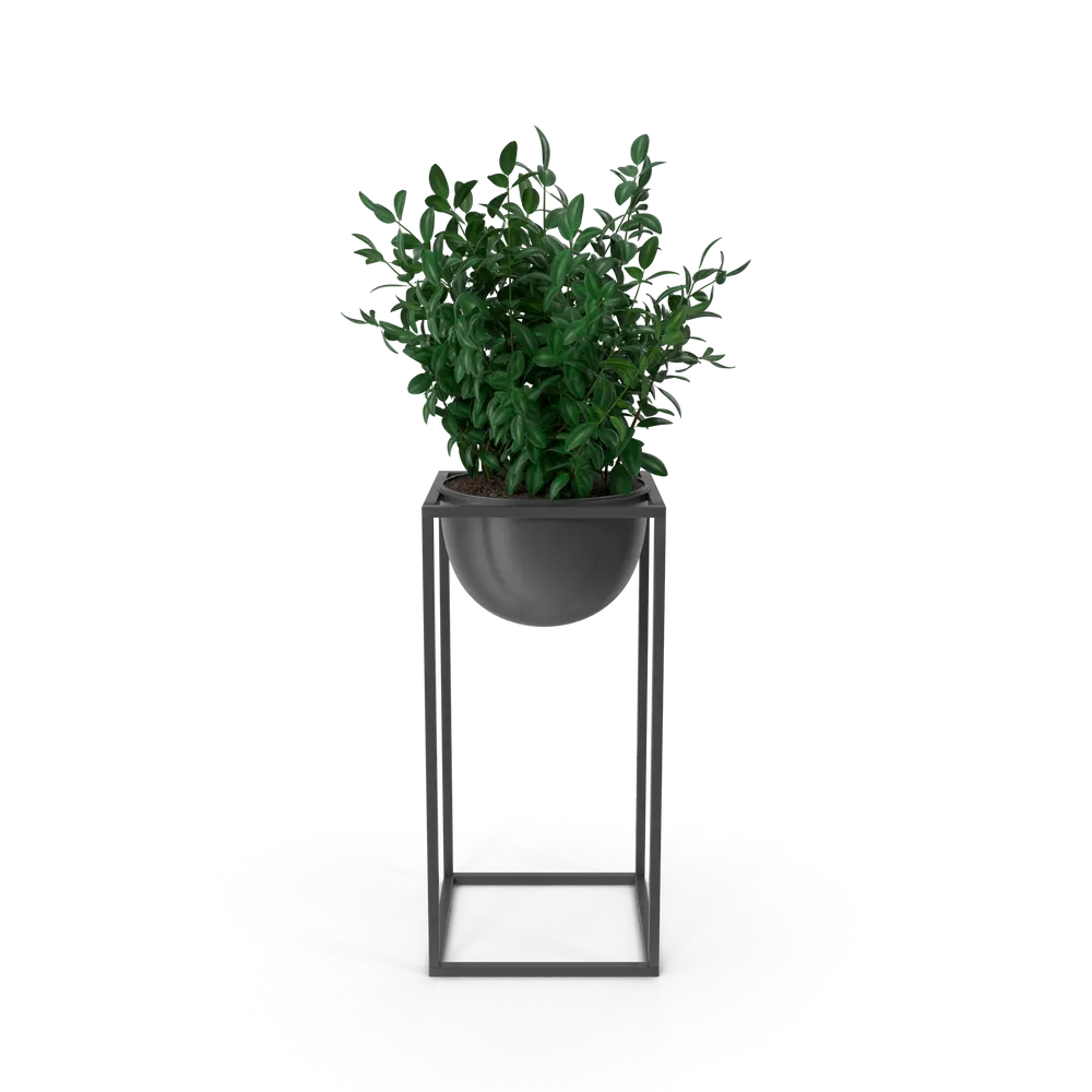 House Showpiece Plant — foto 1